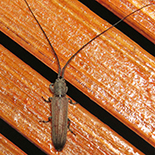 Hippopsicon species